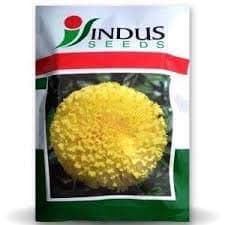 Indus Marigold Tennis Ball Seeds, Genda Fool Seeds , Lemon Yellow Colour Flower , Very Heavy Yeild - Image 1