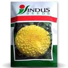 Indus Marigold Tennis Ball Seeds, Genda Fool Seeds , Lemon Yellow Colour Flower , Very Heavy Yeild