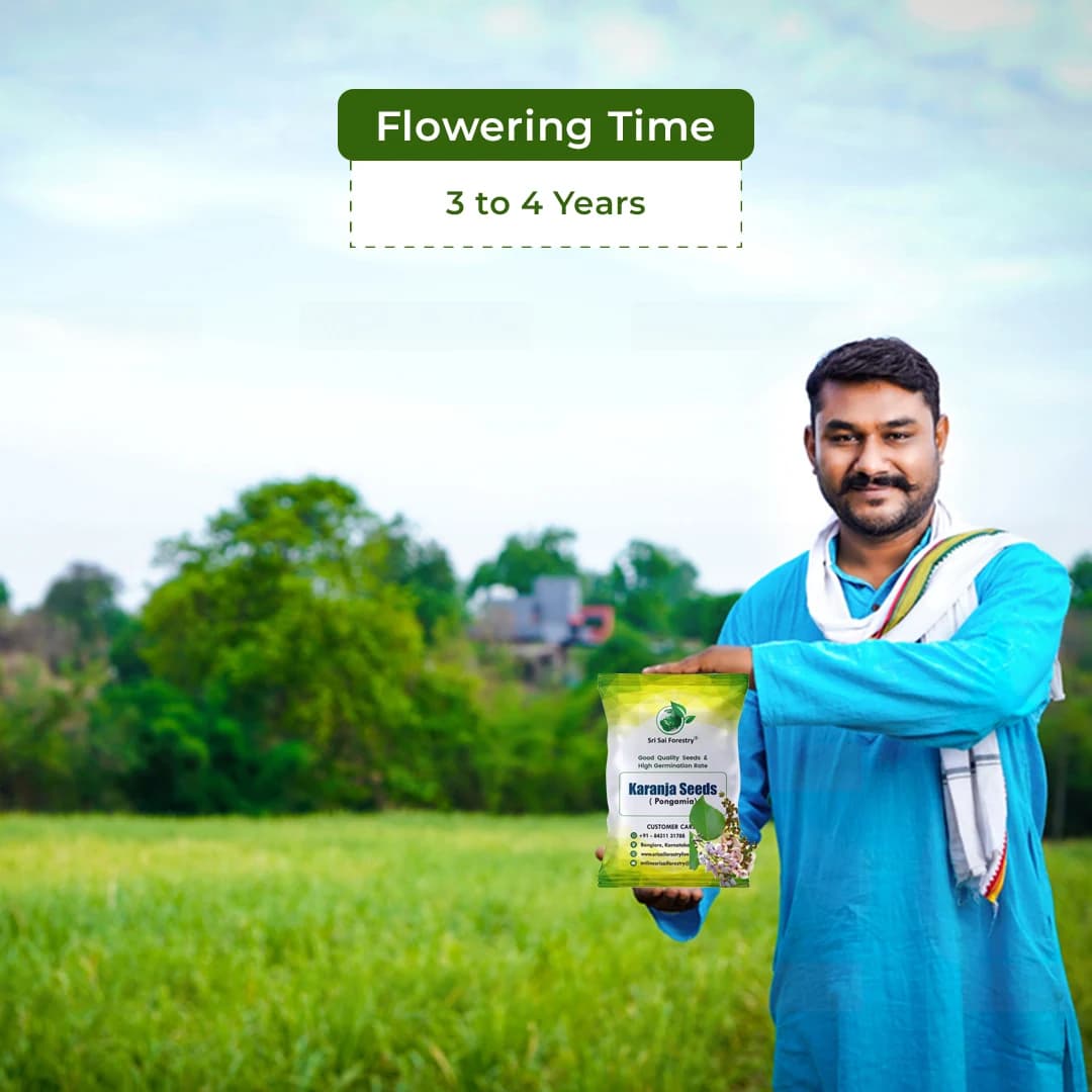 SRI SAI FORESTRY Karanja (Millettia Pinnata) Indian Beach Tree, Pongamia Pinnata, Pongame oil tree, Liquid Fuel Tree Seeds - Image 5