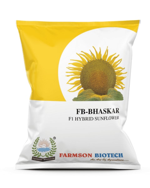 Farmson FB Bhaskar F1 Hybrid Sunflower Seeds, Good Yield Potential Suitable for all Type of Soils (Buy 1 Get 1 Free)