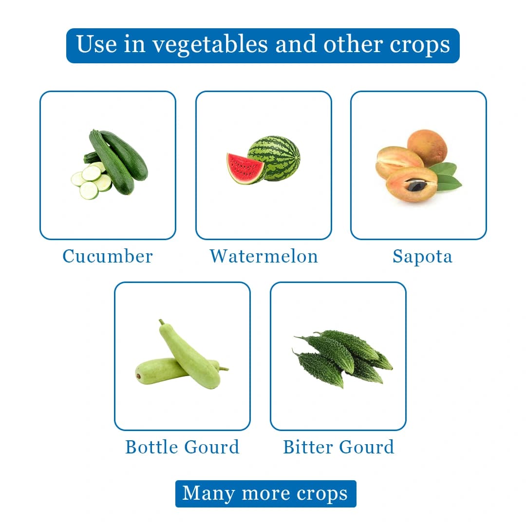 Green Revolution Tri Trap and Melon Fly Lure (Bactrocera Cucurbitae), Easy To Use & Provide Long Lasting Protection - Image 4