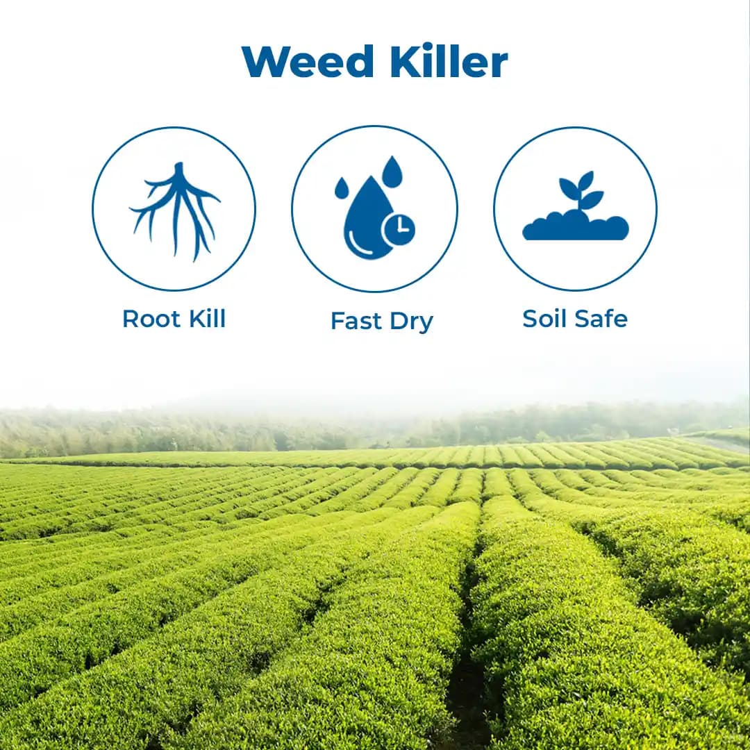 MBF G-40 Glyphosate 41% Systemic Herbicide, For Controlling Weeds of Tea and Non Crop Areas - Image 3