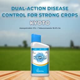 क्रिस्टल क्योतो (एज़ोक्सीस्ट्रोबिन 11% + टेबुकोनाजोल 18.3% एससी) फफूंदनाशक, फफूंद संक्रमण के विभिन्न चरणों पर नियंत्रण। 2