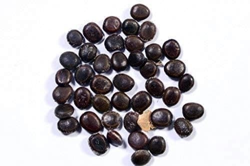 SRI SAI FORESTRY - Arabic Gum (Acacia Nilotica) Babool Tree seeds - Live Fencing Tree Seeds - Image 4