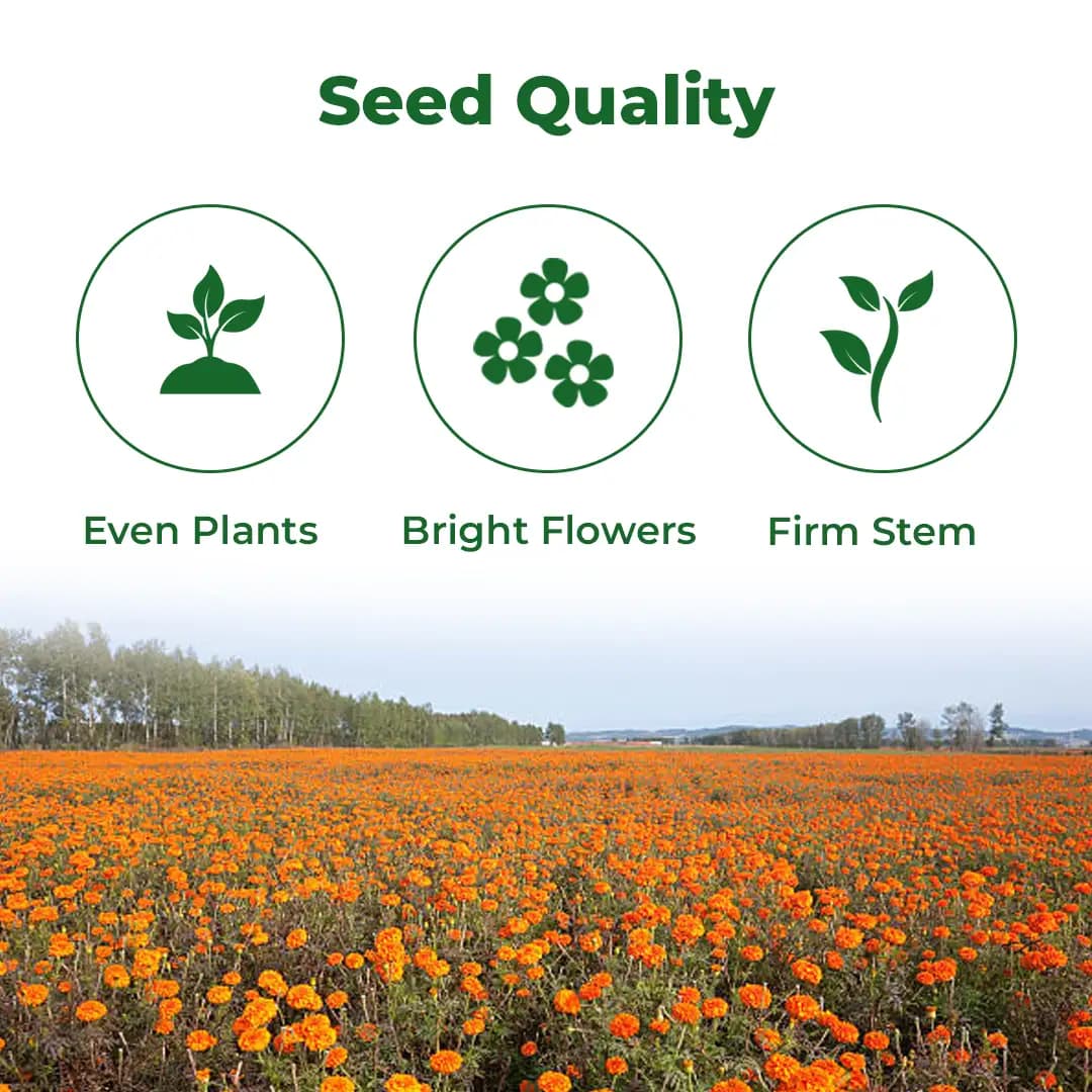 Sagar Royal Orange F1 Hybrid Marigold Seeds, Genda Ke Beej For Garden Plants - Image 3