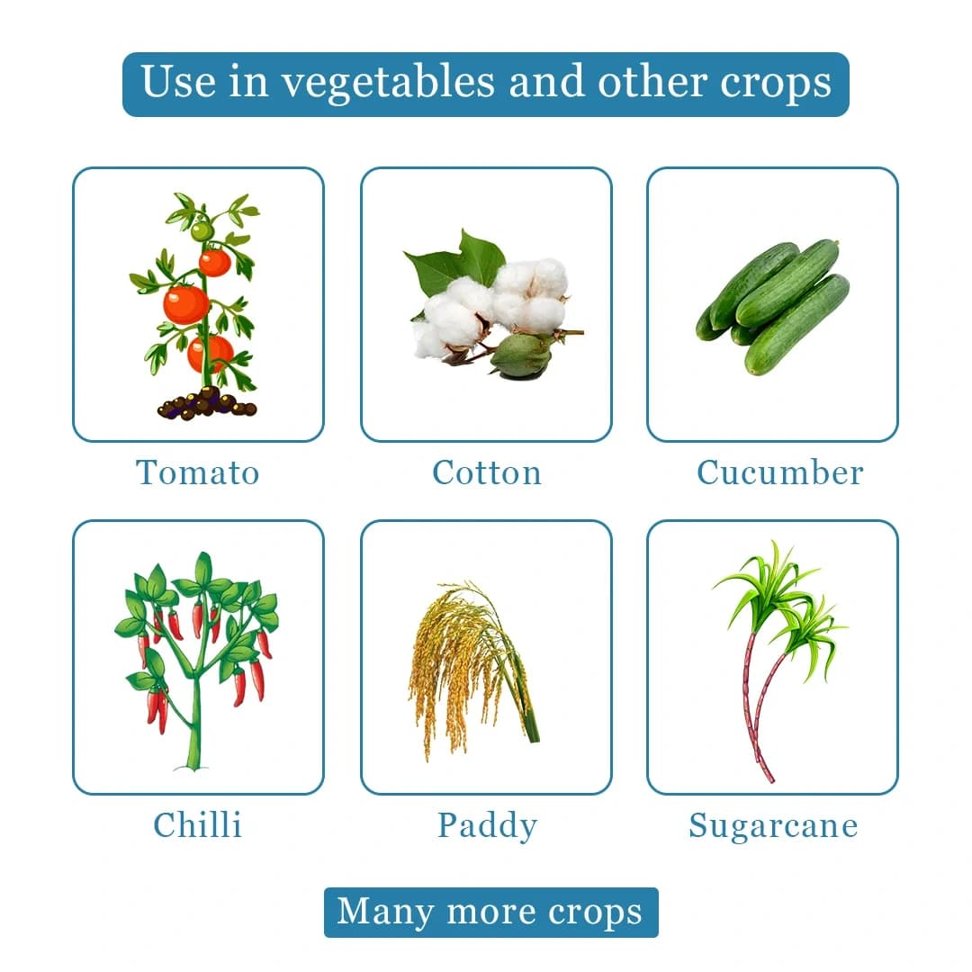 Bomba - Imidacloprid 17.8% SL Insecticide, Effective Against Jassids, Aphids, Thrips, and Leaf Hoppers - Image 4
