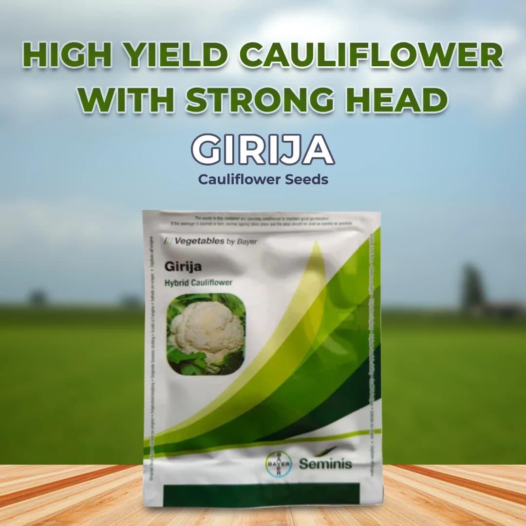Seminis F1 Hybrid Girija Cauliflower Vegetable Seeds, Milky White Color, Dome shaped And Compact - Image 2