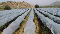 Siddhi Crop Cover Protection Cover Non-Woven Fabric Plant Cover, Improves Fruit Quality. 6