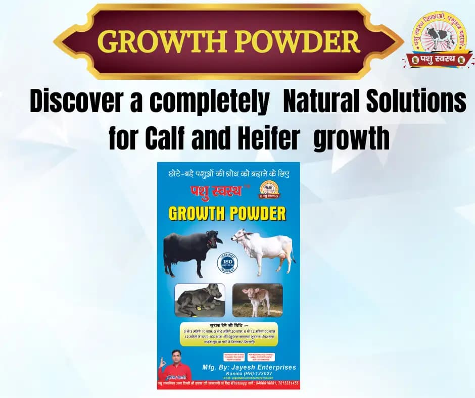 PASHU SVASTH Growth Powder, Animal Growth And Increase Body Weight Of Calves, Heifers And Small Animals, Natural Herbs Formula - Image 6