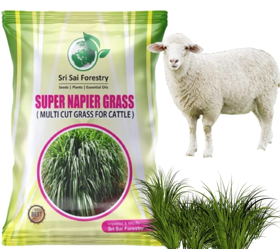 SRI SAI FORESTRY Super Napier Grass Seeds for Cattle, Multi Cut Grass Seed for Animal Fodder - Image 6