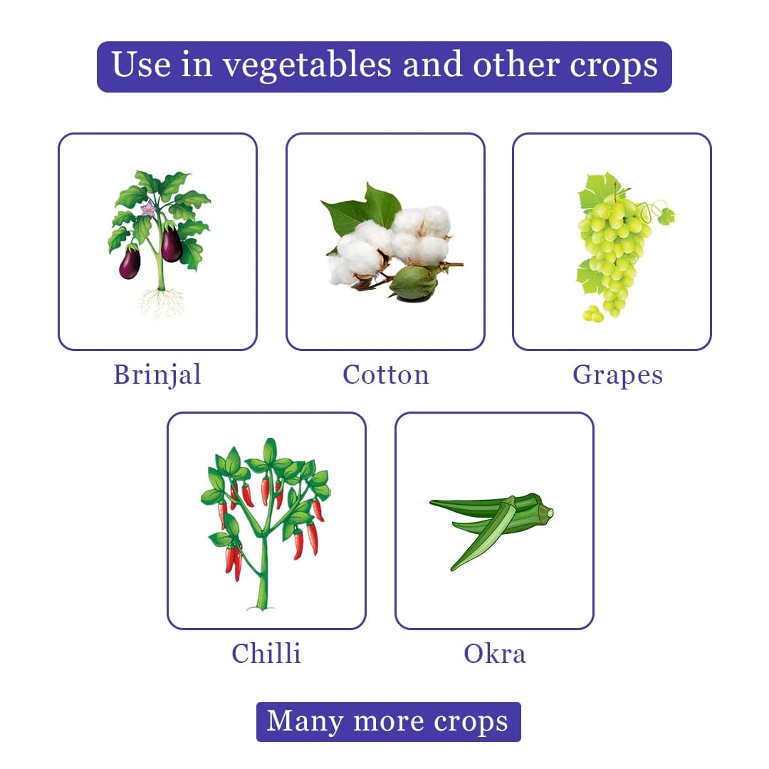 Exylon Helix Fungicide - Hexaconazole 75% WG - Image 4