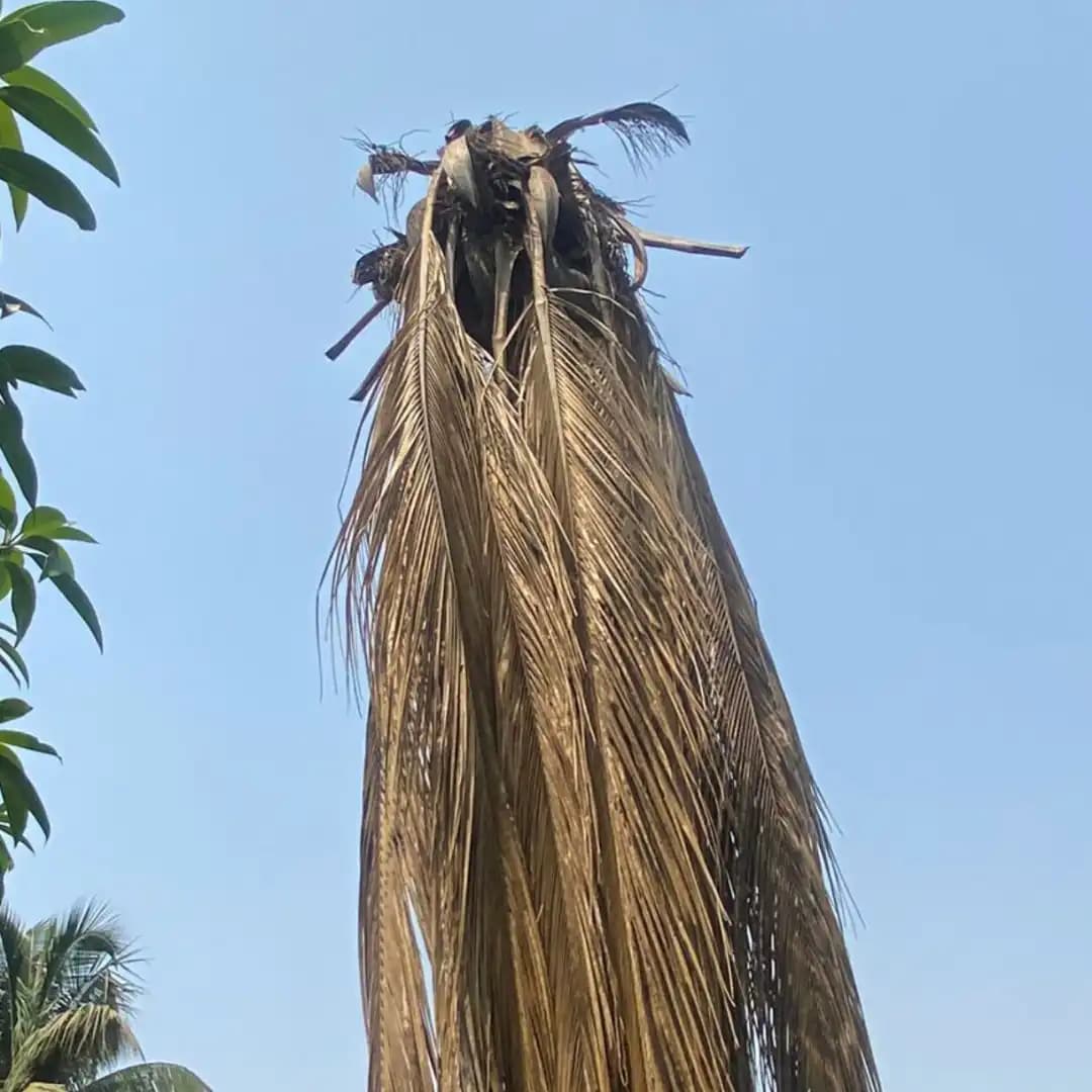 HEDO Red Palm Weevil Bucket Trap With Pheromone Lure (Rhynchophorus Ferrugineus) Control In Coconut, Date Palm, Oil Palm And Arecanut Palm - Image 5
