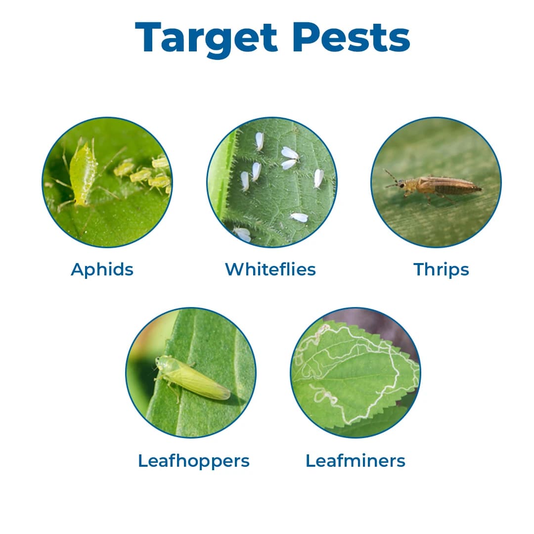Sumitomo M-Con Insecticide - Image 3