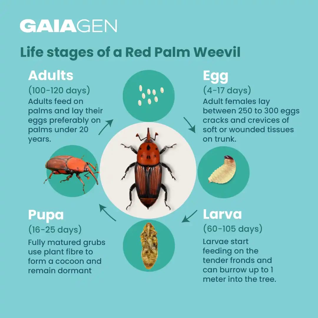 गाइएजेन आरपीडब्ल्यू फेरोमोन ल्योर और कीट बाल्टी जाल, लाल ताड़ सुंडी (राइन्कोफोरस फेरूजीनियस) के लिए, आईएमओ प्रमाणित - Image 6