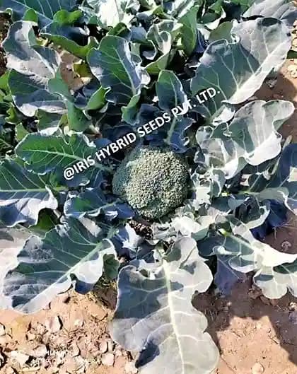 Iris Hybrid Vegetable Seeds F1 Hybrid Broccoli Cali-09, Excellent Germination - Image 4