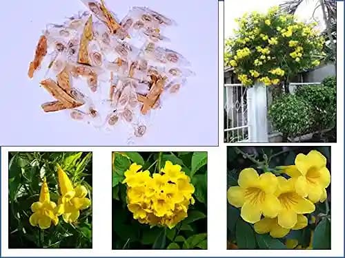 RK Seeds- Tecoma Stans seeds,Yellow Bell Flower Seeds, Trumpet Flower, Yellow Color Flower Tree Seeds, Ornamental Plant Seeds,Live Fencing seeds - Image 1