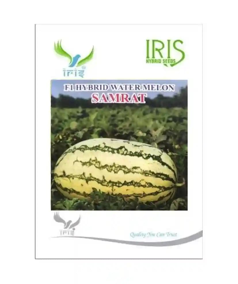 Iris Samrat Watermelon Seeds - (Tarbuj Seeds) Green Skin with Thick Dark Green Stripes - Image 2