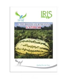 Iris Hybrid Fruit Seeds F1 Hybrid Watermelon Samrat, Green Skin with Thick Dark Green Stripes 2
