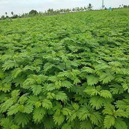 Sri Sai Forestry Hedge Lucerne Grass Seeds, Dashrath Grass Seed, Animal Fodder Seeds 5