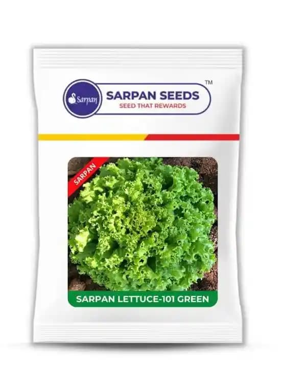 Sarpan Lettuce 101 Green Seeds, Sturdy Leaves, Attractive Leafs, High Leaf Count - Image 1