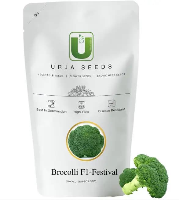 Urja F1 Hybrid Festival Broccoli Seeds, Early Green with Fine Beads, Best Variety - Image 2