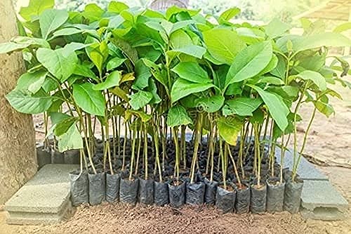 SRI SAI FORESTRY - Teak wood seeds (Sagwan) Tree Seeds, Excellent For Germination - Image 5