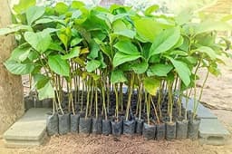 SRI SAI FORESTRY - Teak wood seeds (Sagwan) Tree Seeds, Excellent For Germination 5
