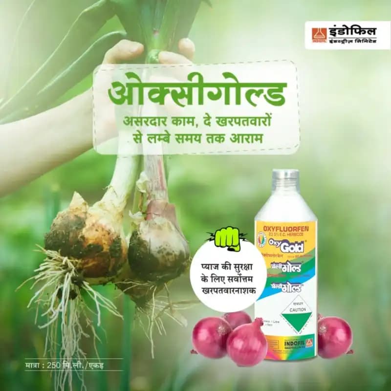 Indofil Oxygold Oxyfluorfen 23.5% EC Herbicide, Pre and Early Post Emergence - Image 3