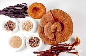 SporeKart Reishi Mushroom Dowels spawn (100pcs) , Ganoderma Lucidum Mushroom. - Image 2