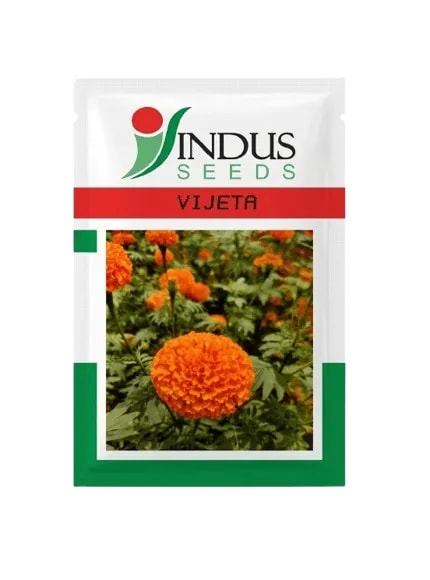 Indus Vijeta Orange F1 Hybrid Marigold Seeds 1000 SD + 150 SD Free Pack