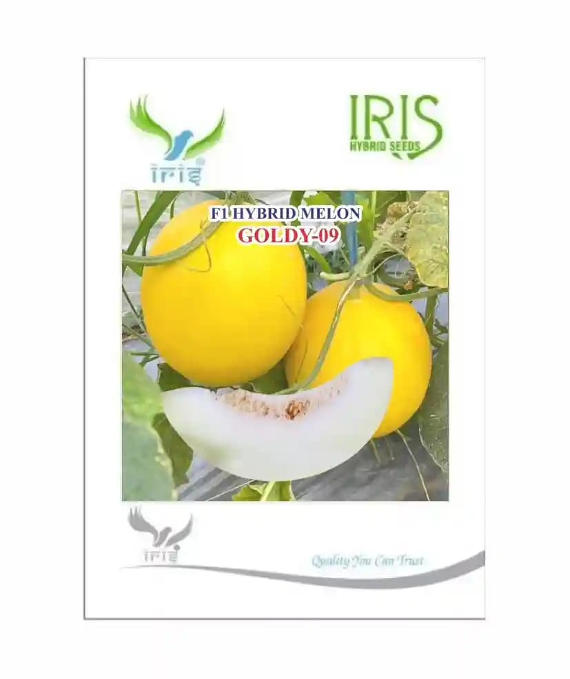 Iris Hybrid Fruit Seeds F1 Hybrid Musk Melon Goldy-09, Oblong Shape, Excellent Fruit Settings - Image 3
