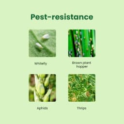 IFFCO Neeranj Gel Bio Pesticide, Ideal For Organic Cultivation, Providing An Eco-Friendly Pest Control Solution. 5