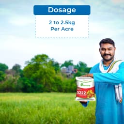 Crystal Hybrid Mustard Seeds 5222 - Long Duration Seeds Variety, Sarso Ke Beej 5