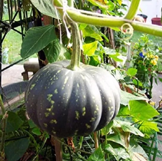 Jivit JS Small Round Pumpkin Seeds - (Kaddu Seeds) Vigorous Growing Vines, Semi Round Fruits
