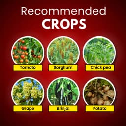 Katyayani Nema Cure Paecilomyces Lilacinus Bio Fungicide Liquid, Organic Solution For Controlling Nematodes In Vegetables, Fruits, and Other Crops 3