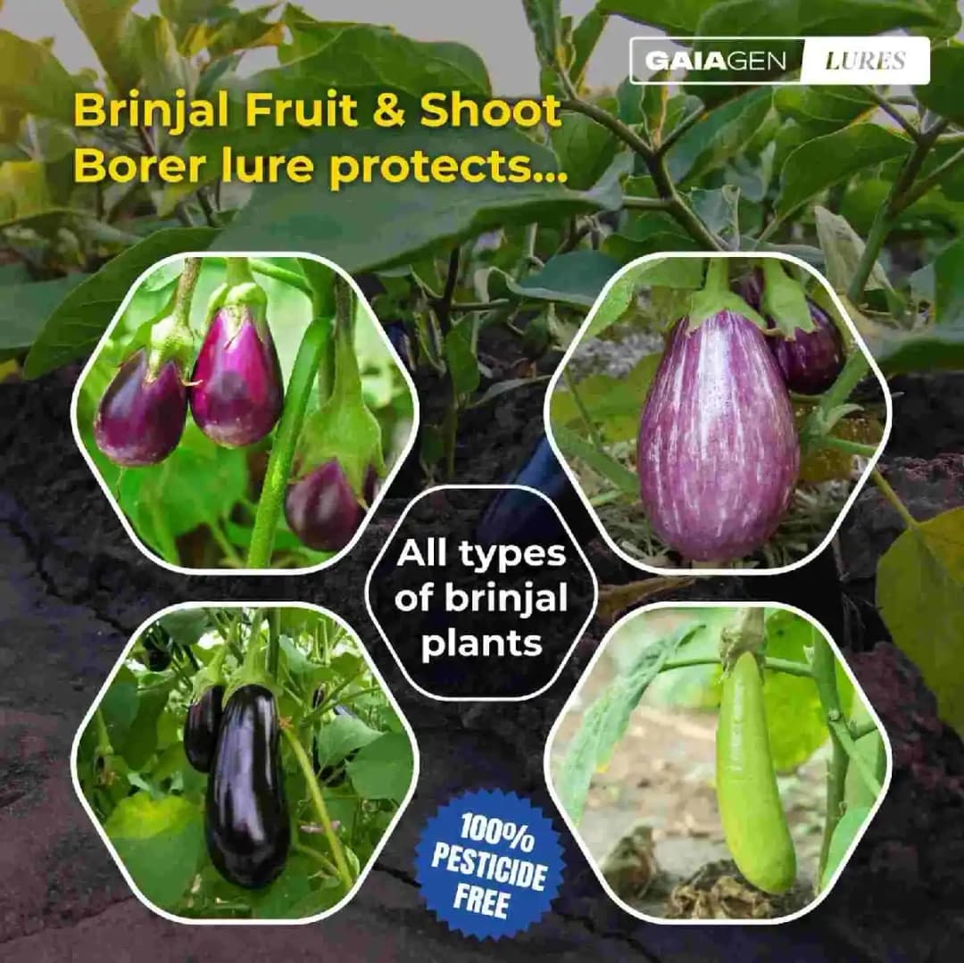 Gaiagen Brinjal Fruit And Shoot Borer Pheromone Lure For Leucinodes Orbonalis, IMO Certified. - Image 6