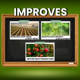 Katyayani Zinc Sulphate Monohydrate 33% Fertilizer Enhances Plant Growth and Development 4