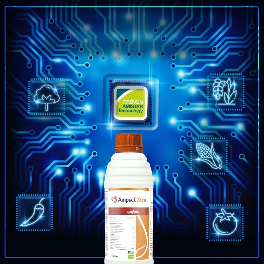 Syngenta Ampect Xtra Fungicide - Image 4