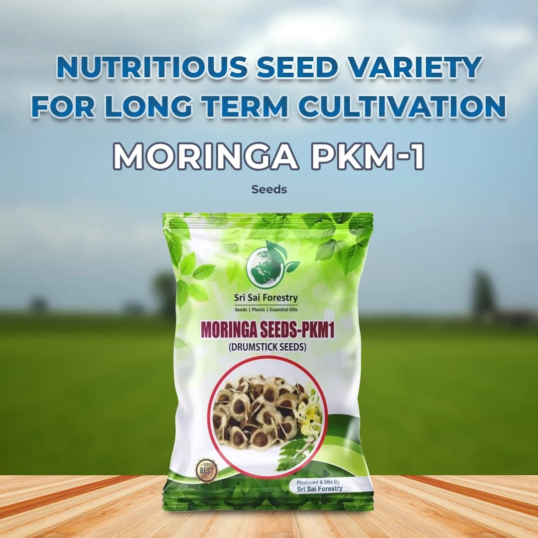 SRI SAI FORESTRY Natural Drumstick Seeds, Moringa Tree Seeds, Miracle Tree Seeds, Horseradish Tree Seed - Image 2