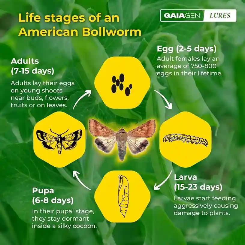 Gaiagen Pheromone Lure For American Bollworm (Helicoverpa Armigera) And Insect Funnel Traps, IMO Certified - Image 3