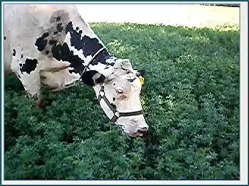 आरके सीड्स - अल्फाल्फा बीज, लूसर्न बीज और हेज लूसर्न बीज का कॉम्बो, जिसे पशु चारा के रूप में उपयोग किया जा सकता है। - Image 6