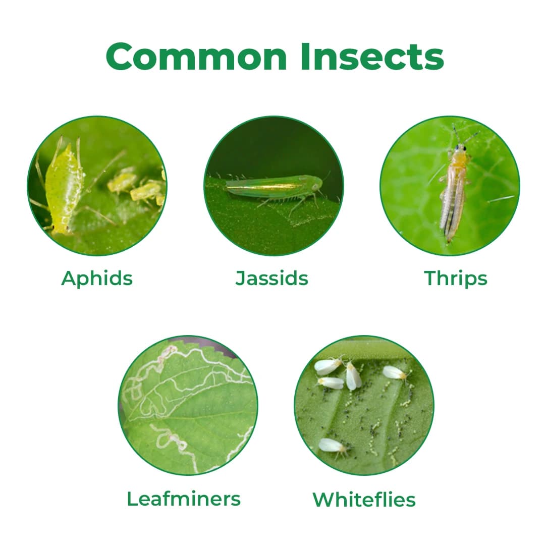 Damman Bio-R303 is a Liquid Fertilizer, Helps in Increasing Flowering, Photosynthesis and Over all Plant Growth, Used in Chilli and Tomato - Image 3