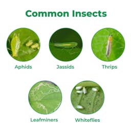 Damman Bio-R303 is a Liquid Fertilizer, Helps in Increasing Flowering, Photosynthesis and Over all Plant Growth, Used in Chilli and Tomato 3