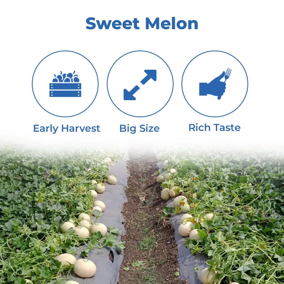 एडवांटा एफ1 संकर मधु 149 खरबूजा के बीज, फफूंद और वायरस के प्रति खेत सहिष्णुता - Image 3
