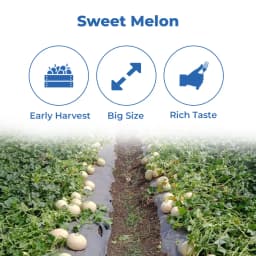 एडवांटा एफ1 संकर मधु 149 खरबूजा के बीज, फफूंद और वायरस के प्रति खेत सहिष्णुता 3