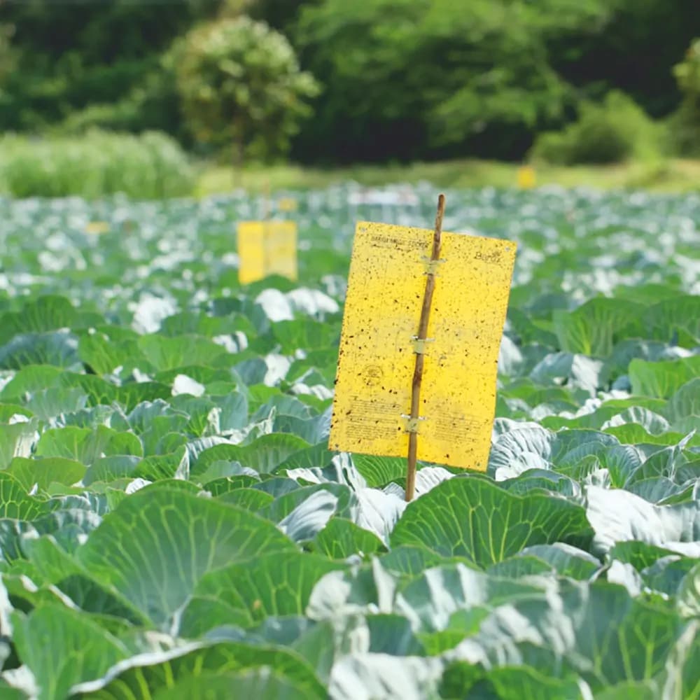 Barrix Yellow Magic Sticker Chromatic Trap - Image 6