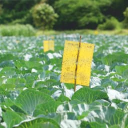 Barrix Magic Sticker Sheet, Non-Drying, Non-Fading, Non-Dripping. Double Side Gumming, Effective In Mass Trapping. 6