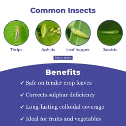 टाइटन एग्रीटेक थायमिथोक्साम 25% डब्ल्यूजी, मच्छर और अन्य मक्खियों के लिए और इल्ली नियंत्रित करने के लिए प्रभावी कीटनाशक, कृषि के लिए 3