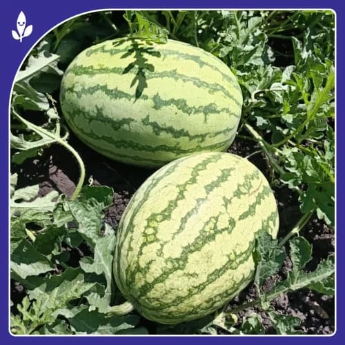 Sagar Turbo F1 Hybrid Watermelon, High Yield, Disease Resistance, Strong And Vigorous Growth - Image 4