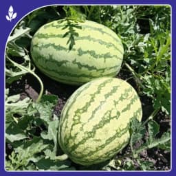 Sagar Turbo F1 Hybrid Watermelon, High Yield, Disease Resistance, Strong And Vigorous Growth 4